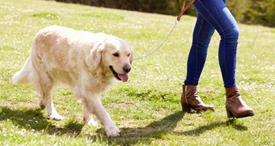 Southtowns Active Dog training tips
